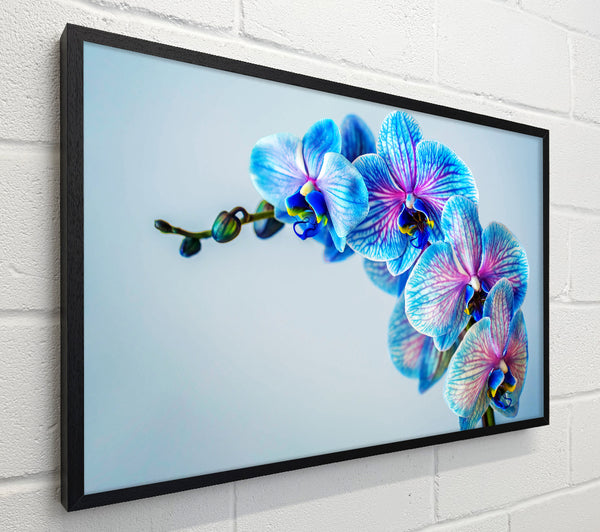 Blue orchids close up