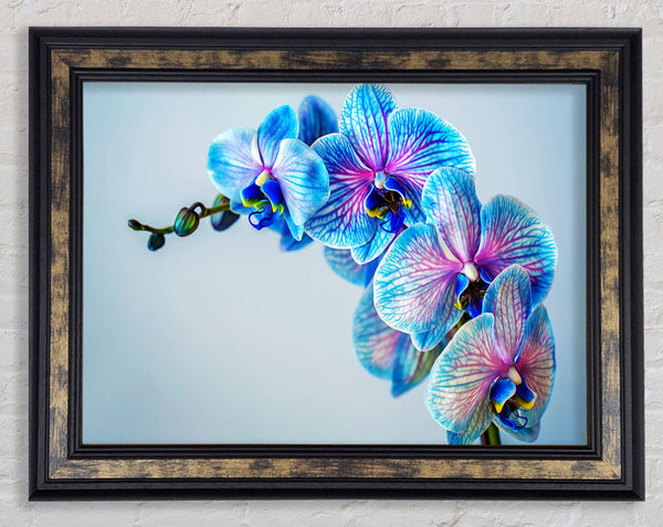 Blue orchids close up Framed Print
