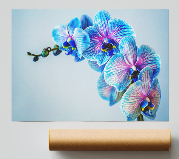 Blue Orchids Close Up Giclee Print