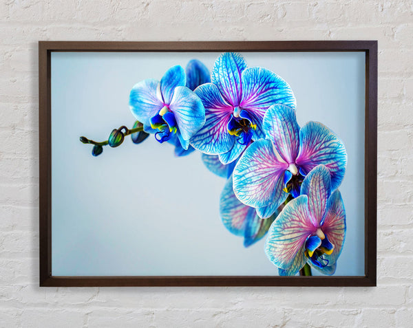 Blaue Orchideen aus nächster Nähe
