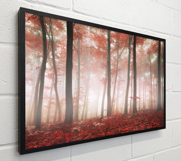 Red misty woods