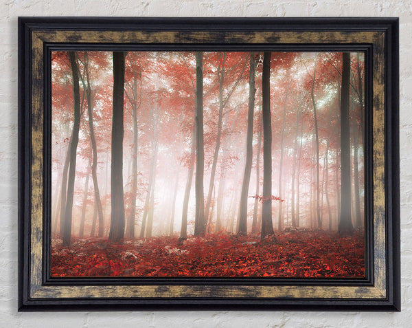 Red misty woods Framed Print