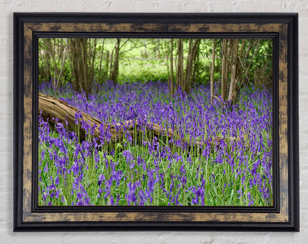 Purple flowers in the meadow Framed Print