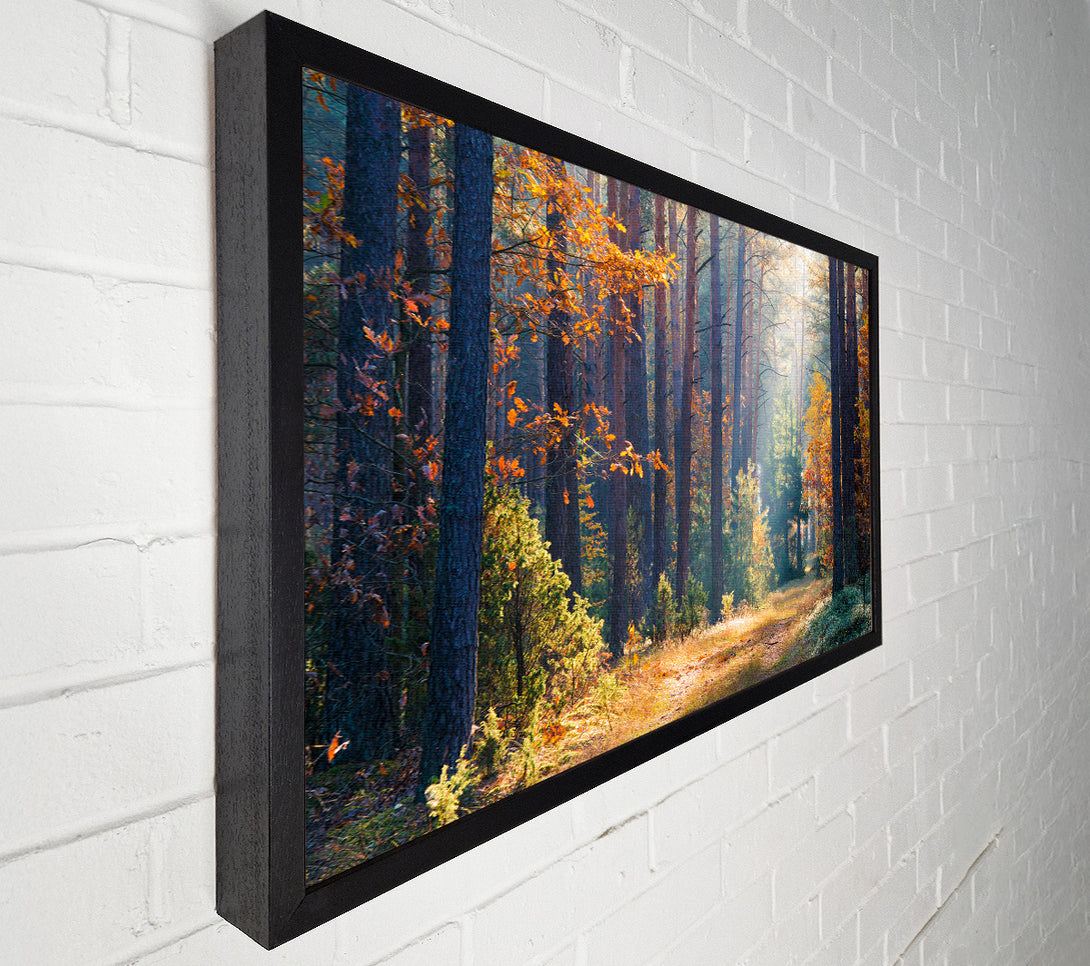 A Canvas Print of Forest of tall trees Canvas Art
