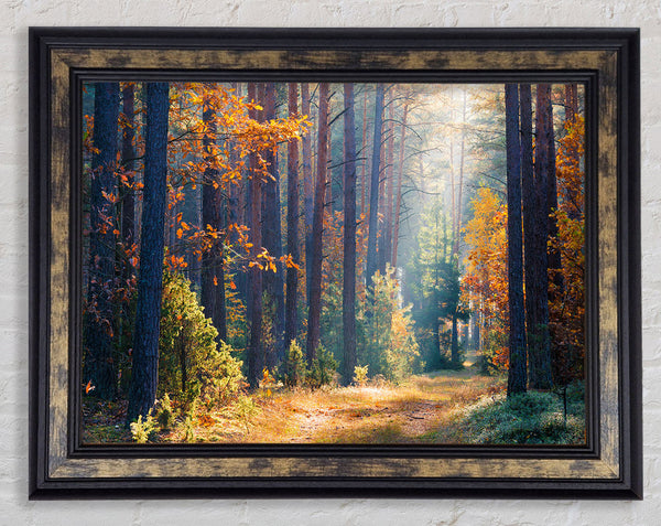 Forest of tall trees Framed Print