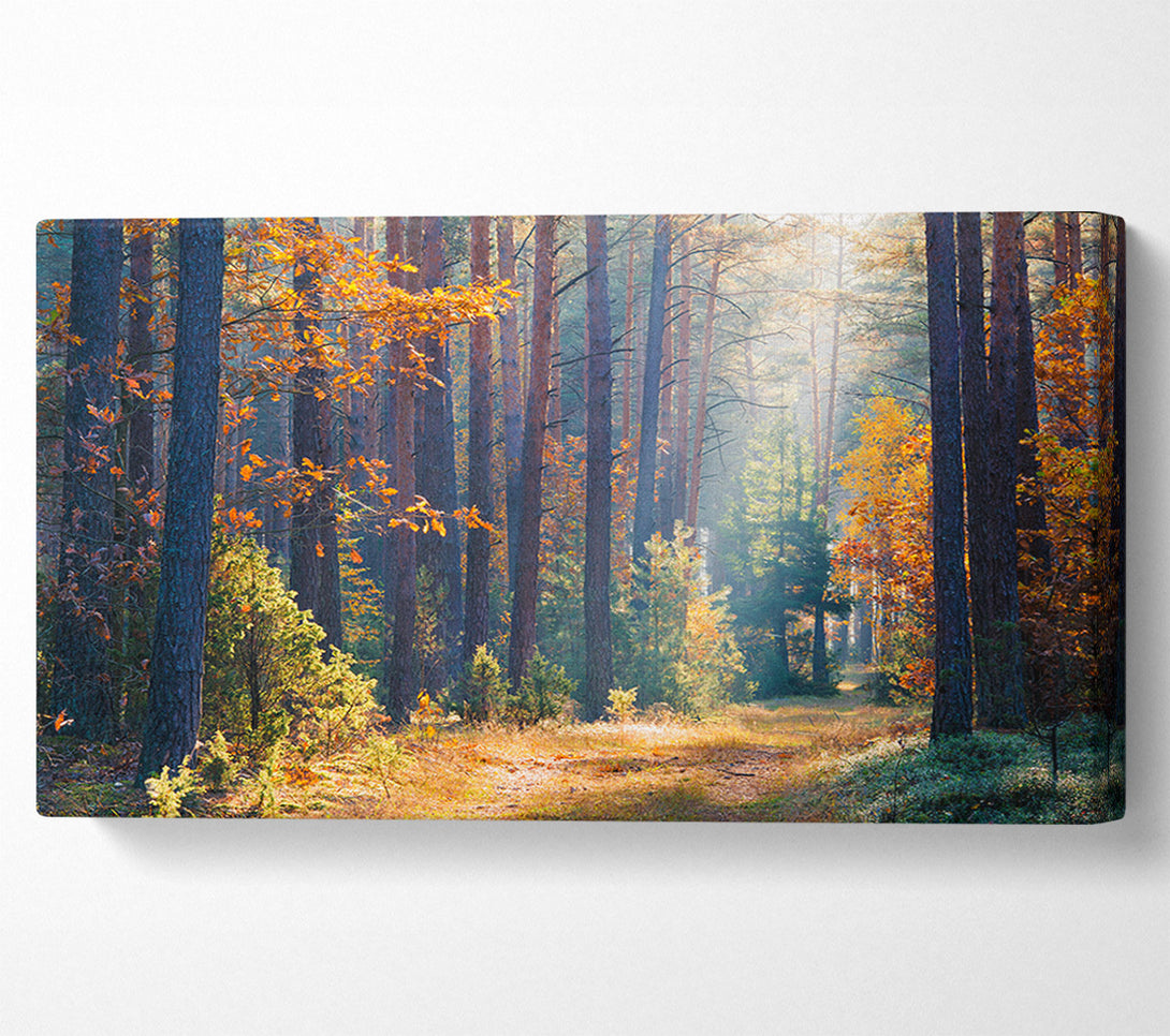  A Canvas Print of Forest of tall trees Canvas Art