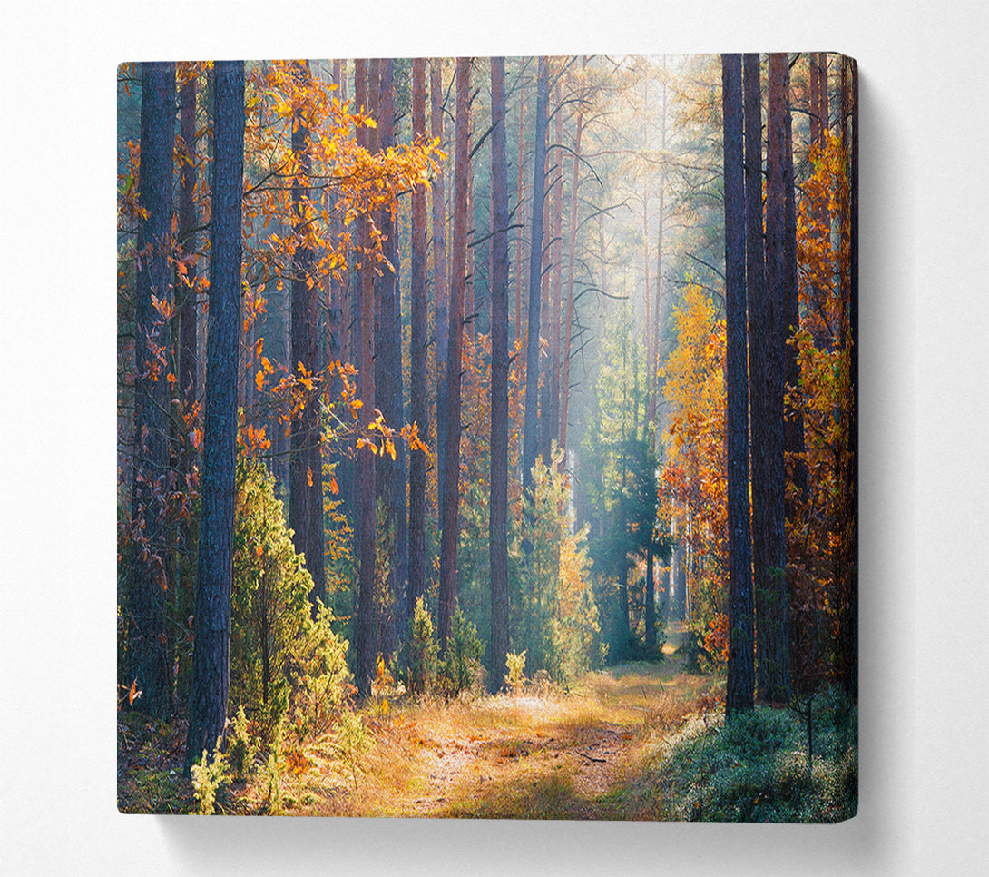  A Canvas Print of Forest of tall trees Canvas Art
