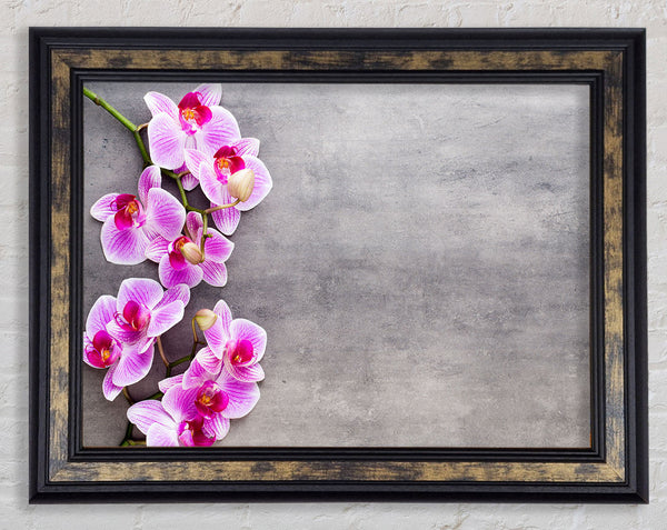Pink Orchids on grey Framed Print