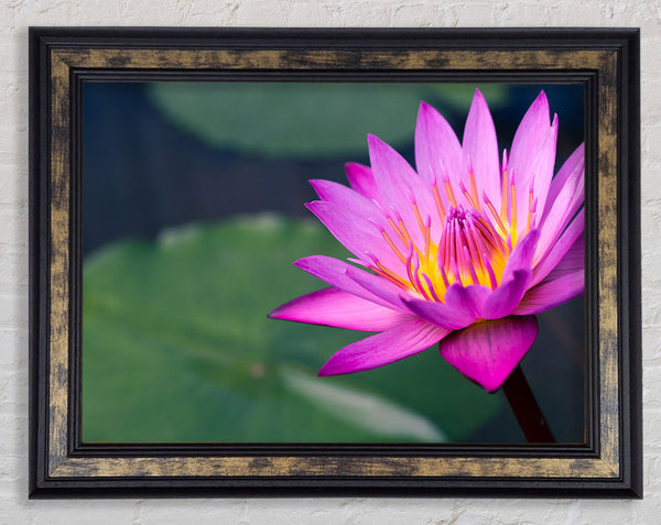 Lotus flower up close pink Framed Print