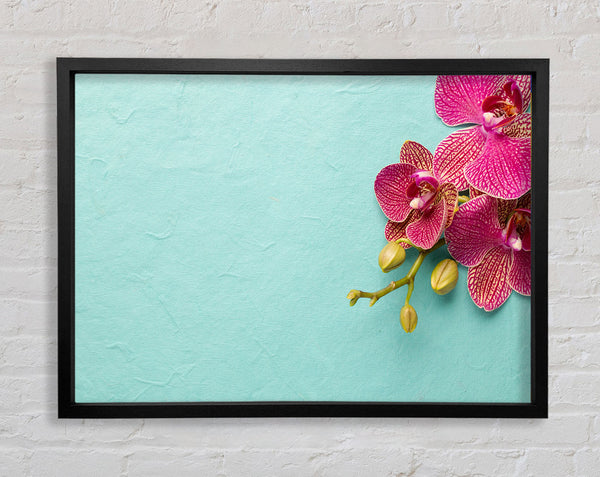 Orchideen auf dem blauen