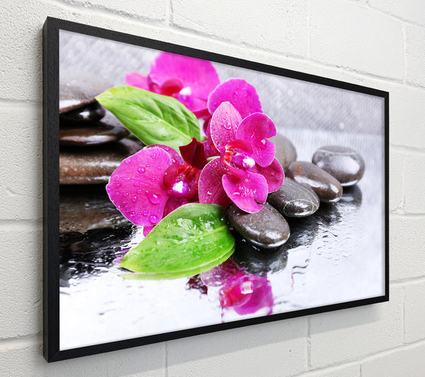 Orchids on the wet pebbles