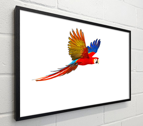 parrot in flight