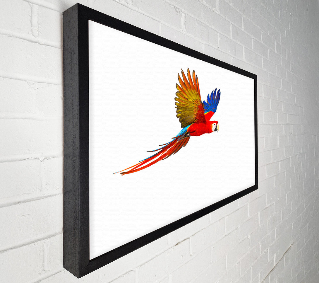  A Canvas Print of parrot in flight Canvas Art