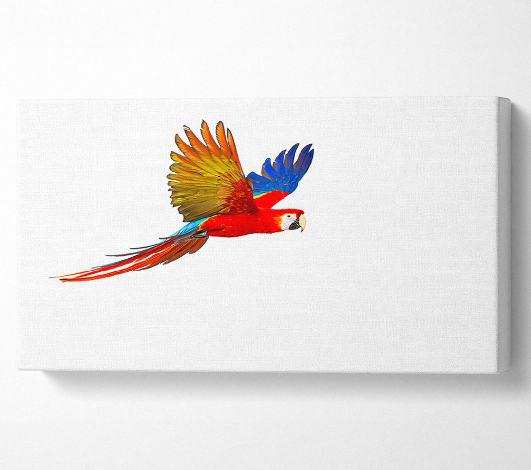 A Canvas Print of parrot in flight Canvas Art