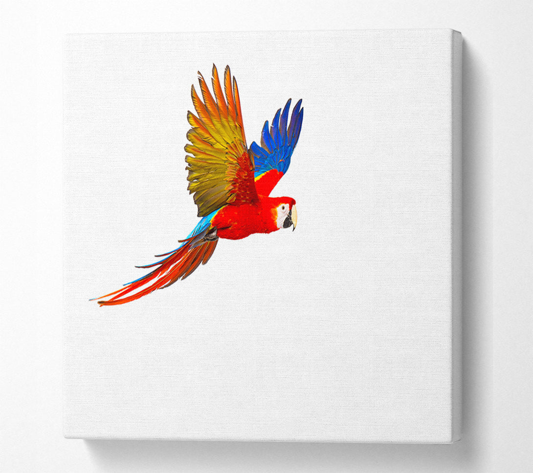  A Canvas Print of parrot in flight Canvas Art