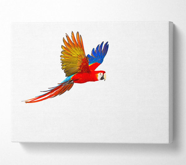  A Canvas Print of parrot in flight Canvas Art