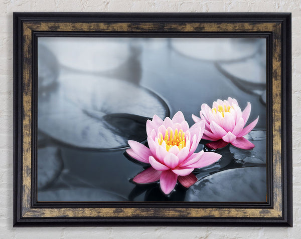 Flowers on the water floating Framed Print