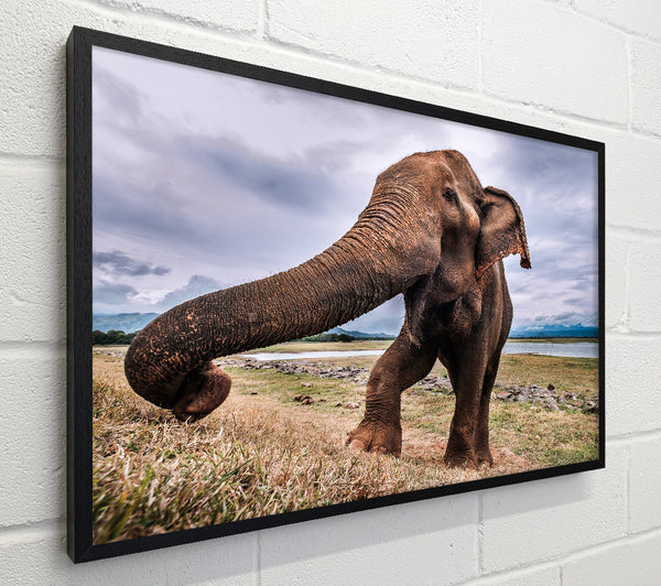 Elephant coming up close