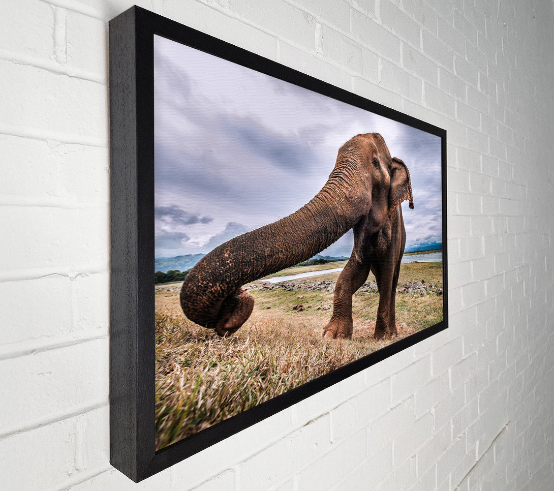  A Canvas Print of Elephant coming up close Canvas Print