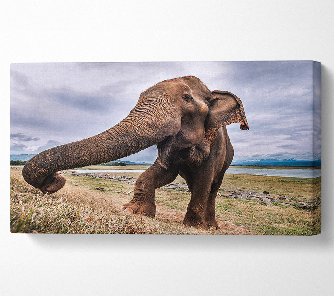  A Canvas Print of Elephant coming up close Canvas Print