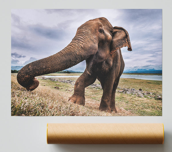 Elephant Coming Up Close Print