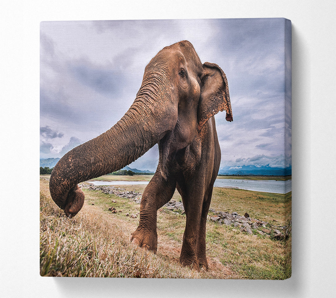  A Canvas Print of Elephant coming up close Canvas Print