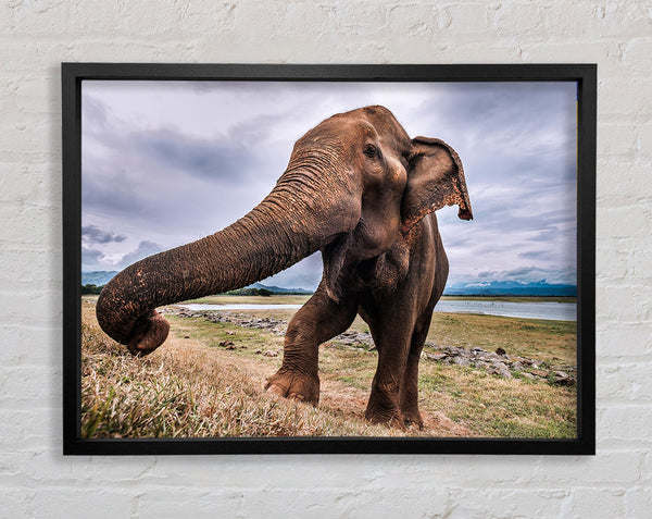 Elefant kommt ganz nah heran