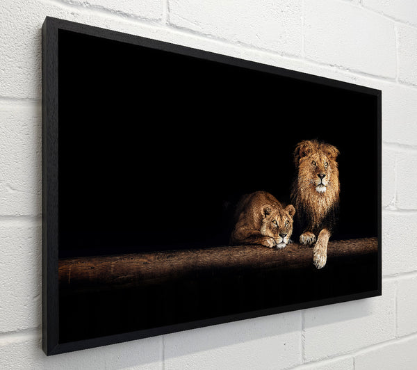 Lions resting in the dark