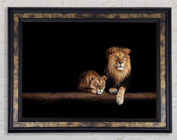 Lions resting in the dark Framed Print