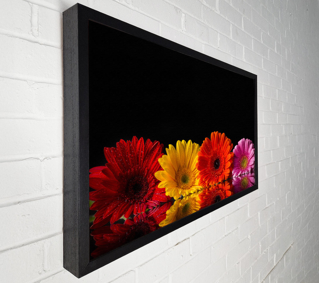  A Canvas Print of Multi coloured gerberas Canvas Print