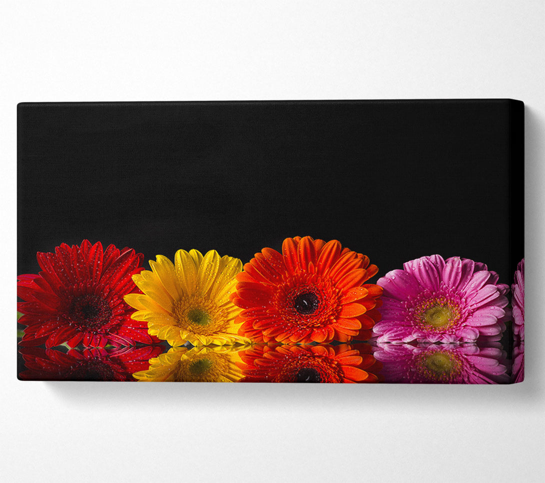  A Canvas Print of Multi coloured gerberas Canvas Print