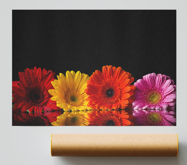 Multi Coloured Gerberas Poster