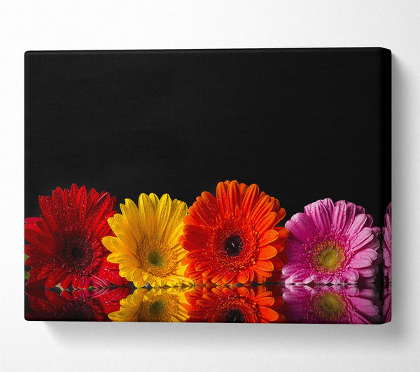  A Canvas Print of Multi coloured gerberas Canvas Print