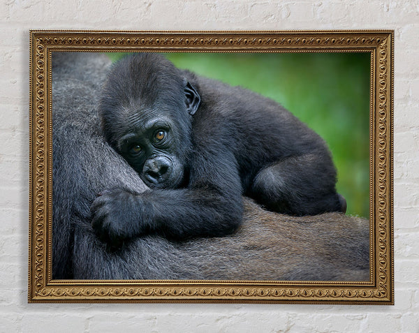 Gorillababy hält sich fest