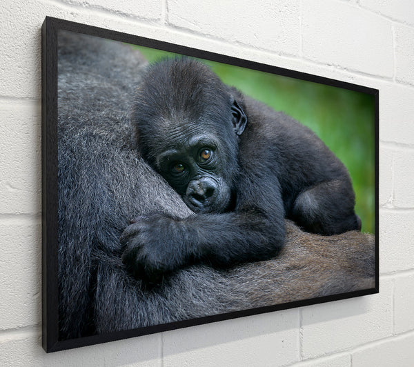 Baby gorilla Holding on
