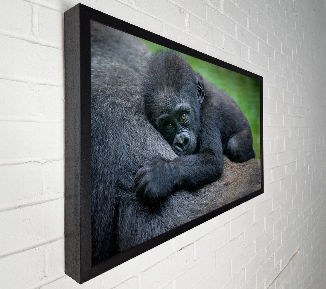  A Canvas Print of Baby gorilla Holding on Canvas Wall Art