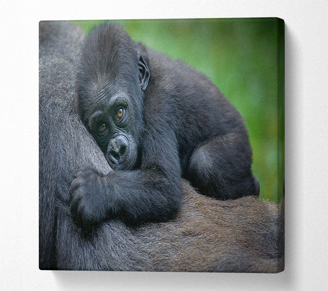  A Canvas Print of Baby gorilla Holding on Canvas Wall Art