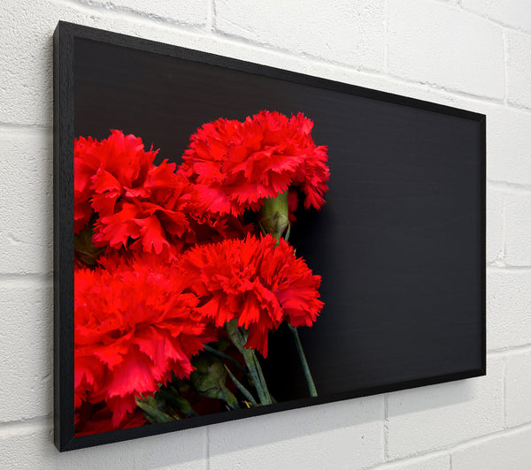 Red flowers dark background