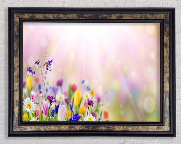 Mixed colourful flowers Framed Print