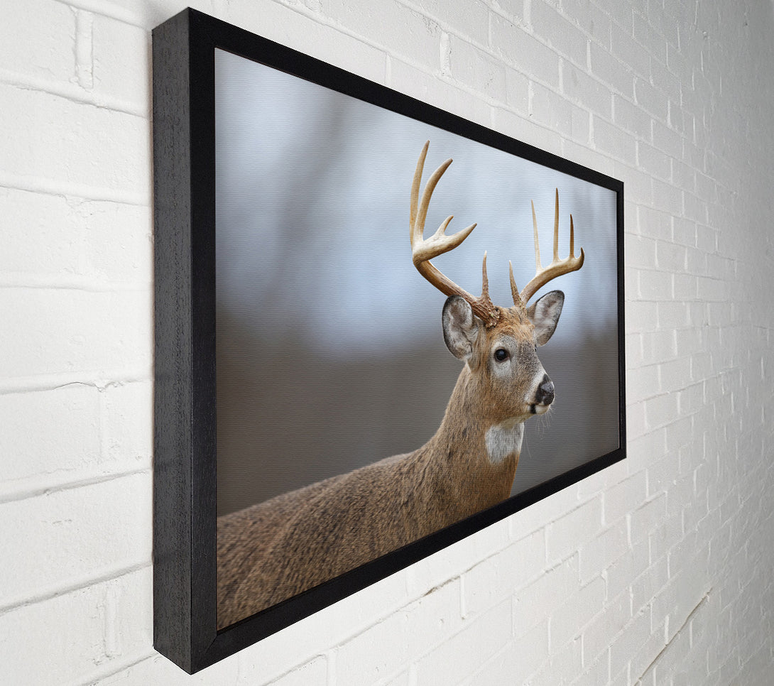  A Canvas Print of Stag looking onwards Canvas Print