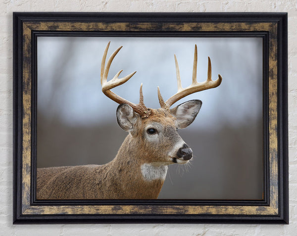 Stag looking onwards Framed Print