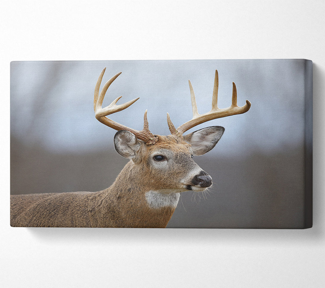  A Canvas Print of Stag looking onwards Canvas Print