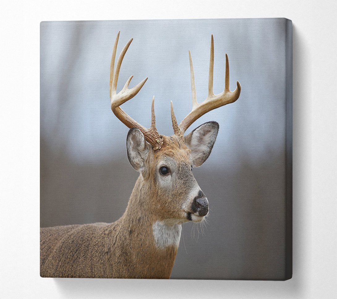  A Canvas Print of Stag looking onwards Canvas Print
