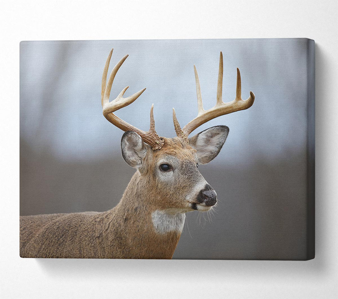  A Canvas Print of Stag looking onwards Canvas Print
