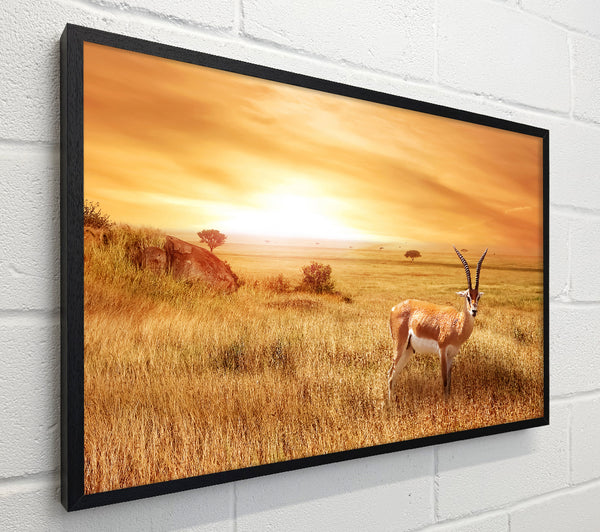 Gazelle in the grasslands