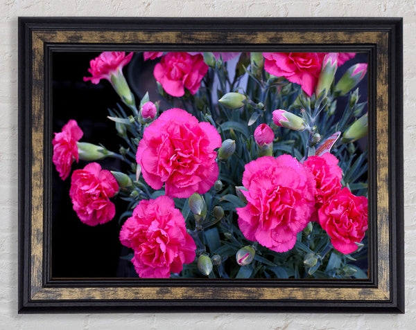 Pink flowers rising Framed Print