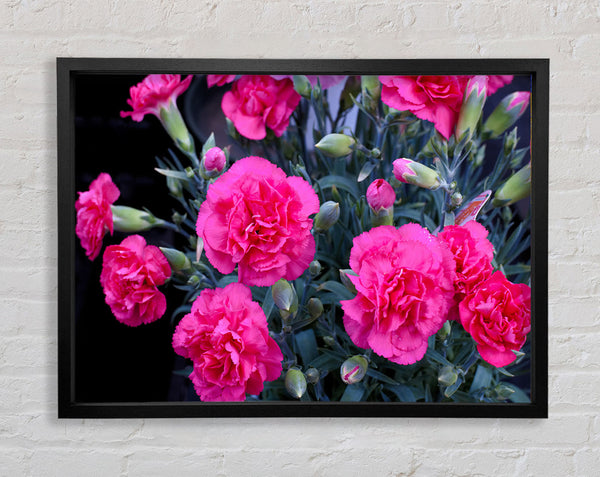 Rosa Blüten wachsen