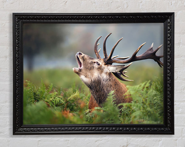 Elk call Framed Print
