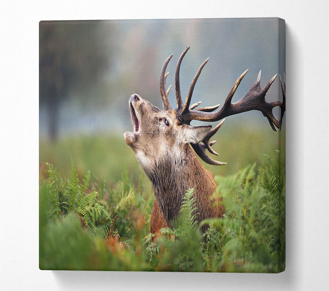  A Canvas Print of Elk call Canvas Art