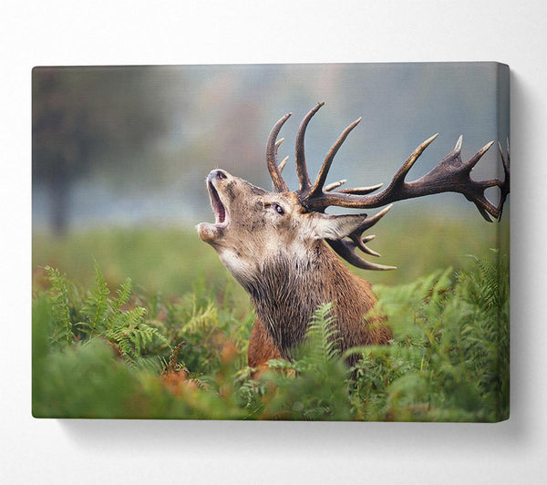  A Canvas Print of Elk call Canvas Art